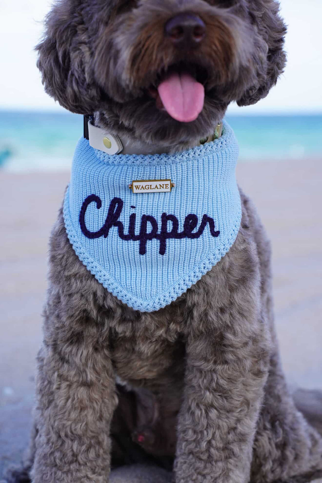 Dog wearing a blue knit bandana with 'Chipper' on it, sitting on a beach.