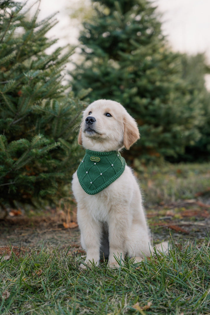 The Classic - Evergreen