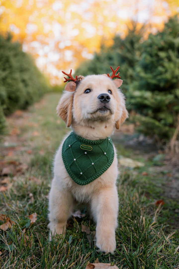 The Classic - Evergreen