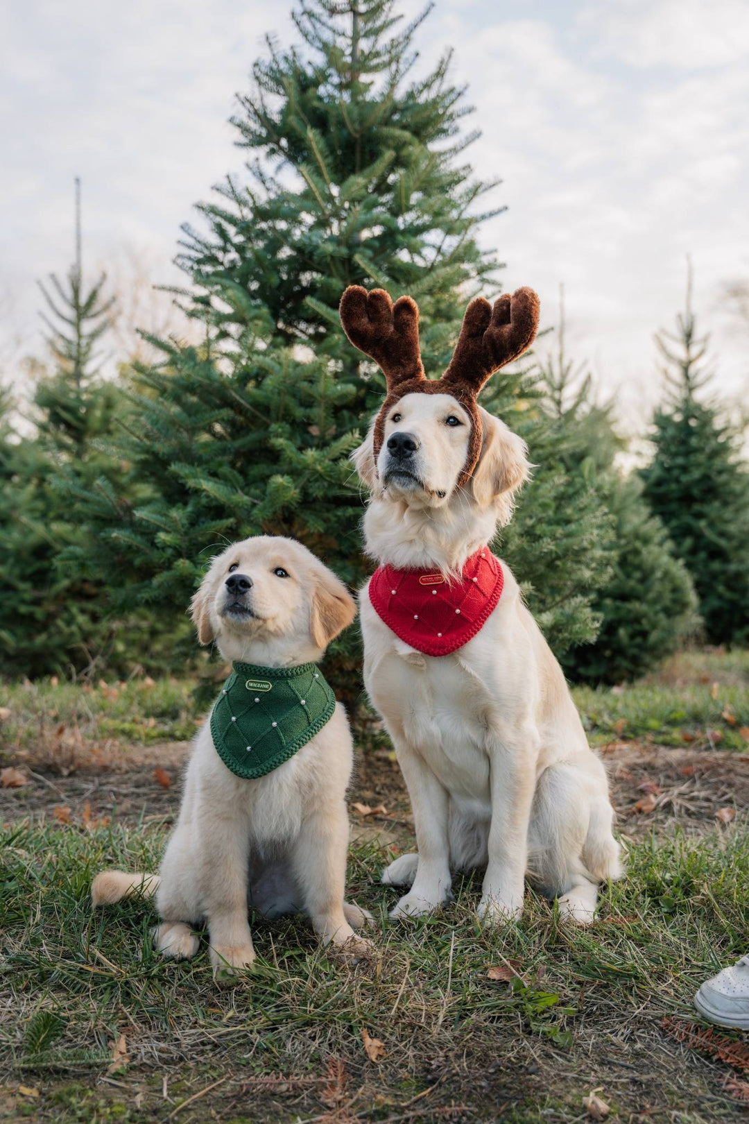 The Classic - Evergreen