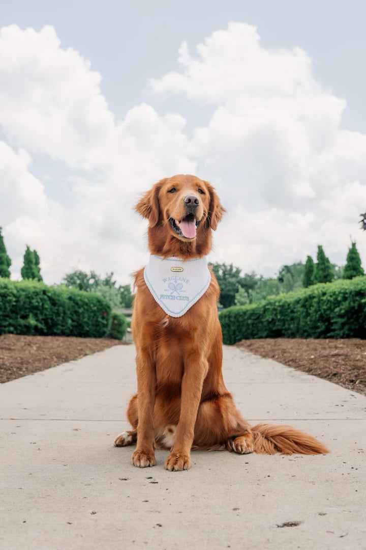 Fetch Club | Do good for dogkind