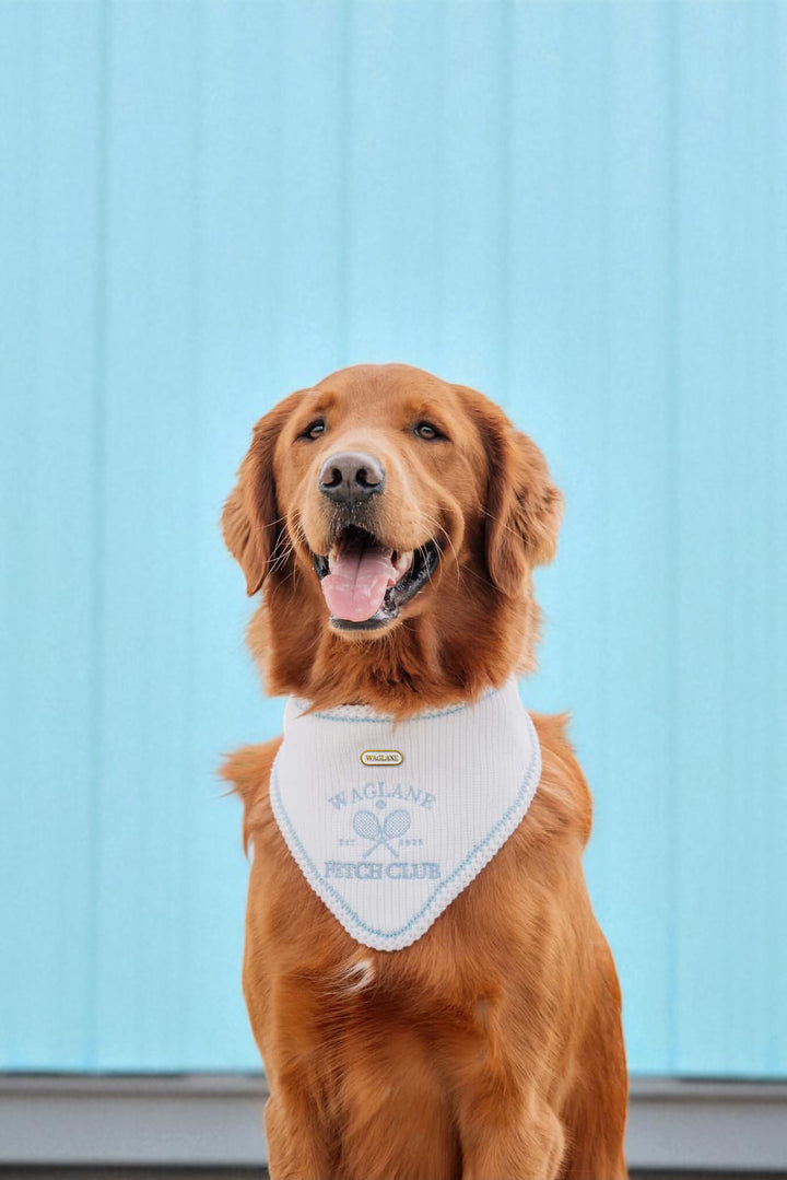 Fetch Club | Do good for dogkind