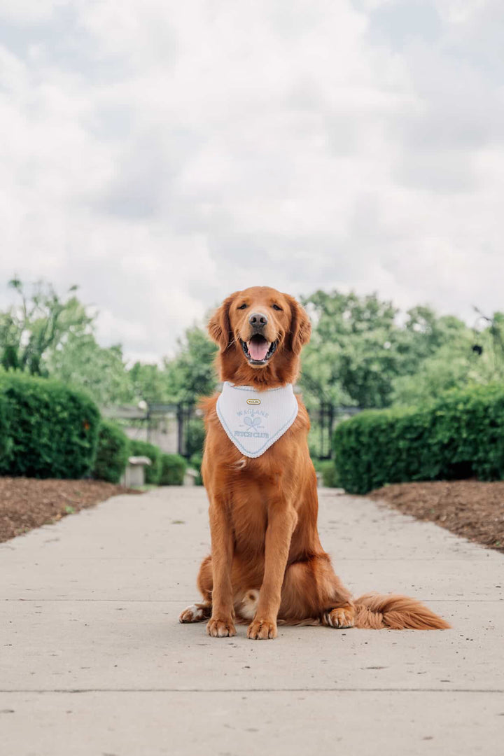 Fetch Club | Do good for dogkind