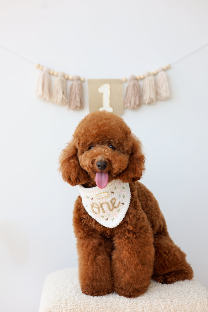Birthday Bandana
