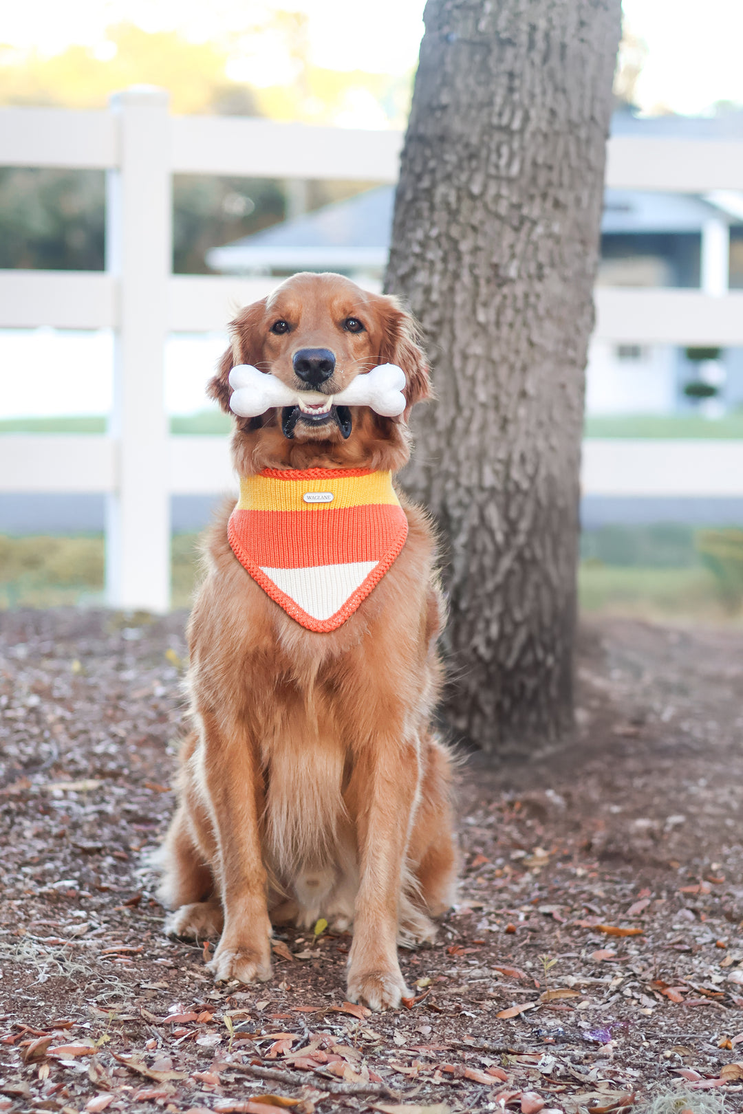 NEW Cornelia | Candy Corn Halloween Bandana