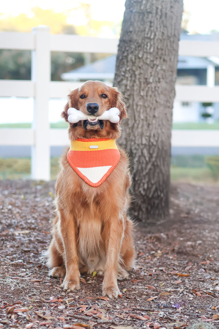 NEW Cornelia | Candy Corn Halloween Bandana