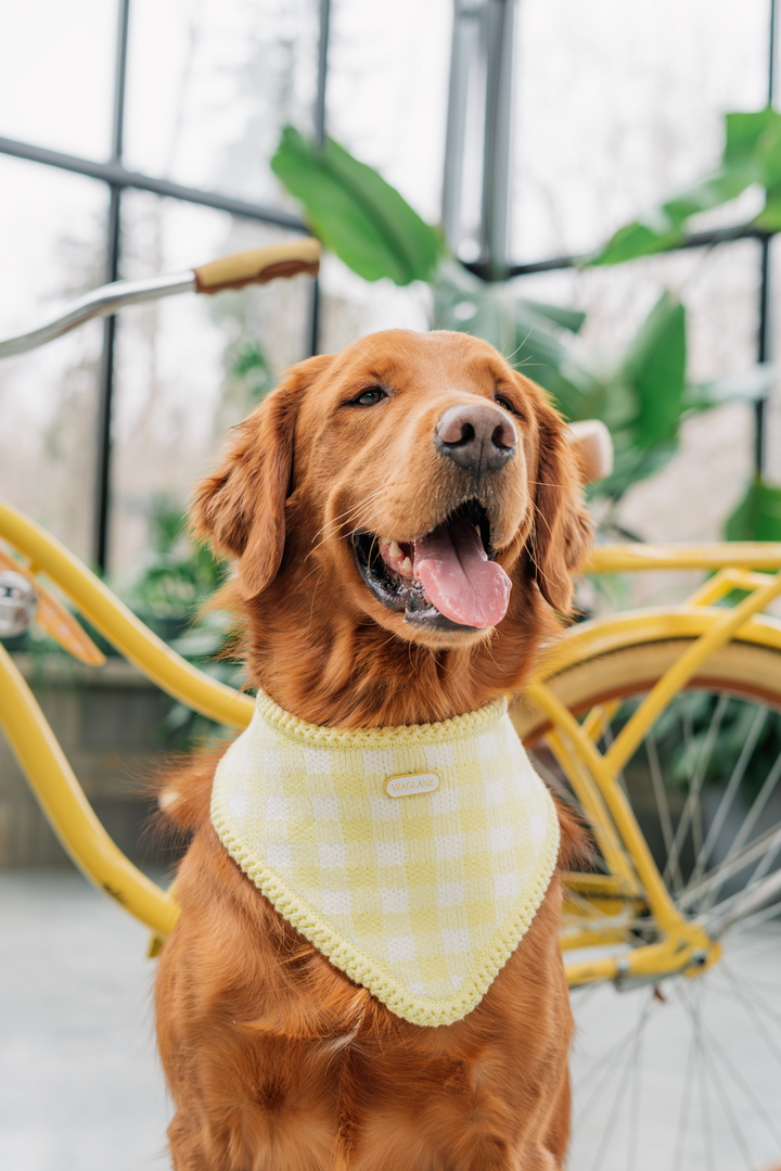 Butter 🧈 Gingham