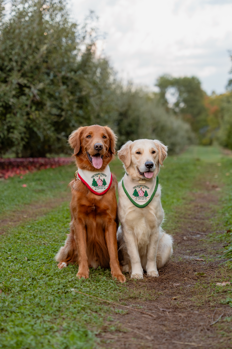 The Orchard Bandana